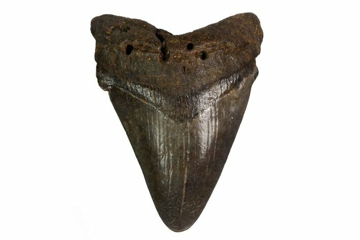 Angustidens Tooth - Megalodon Ancestor #164957